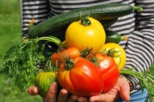 Ambiente Nutritivo