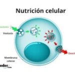Nutricion celurar alba