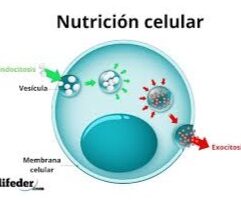 Nutricion celurar alba